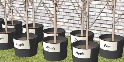 Plantning af frugttræer