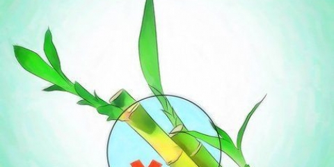 Dyrker lucky bamboo
