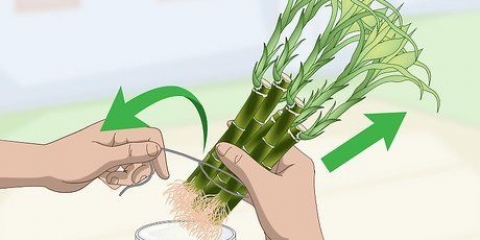 Formering af lucky bamboo