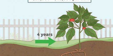 Dyrkning af ginseng