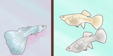 Opdræt af guppyer