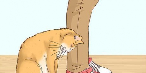 Erkend, om en kat er en herreløs kat