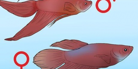 Bestemmelse af kønnet på en betta-fisk