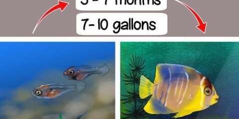 Bestemmelse af køn af en pterophyllum