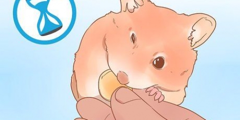 Bestemmelse af køn på din hamster