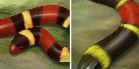 At kunne kende forskel på en kingsnake og en coralsnake