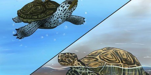 Se forskellen mellem vandskildpadder, skildpadder og skildpadder