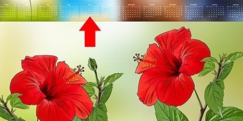 Formering af hibiscus