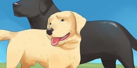 At lade hunde parre sig