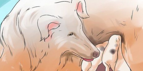 At få hunde til at holde op med at spise hunde afføring