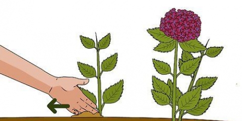 Dyrkning af hortensia fra stiklinger