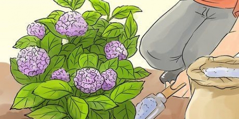 Forberedelse af hortensiaer til vinteren