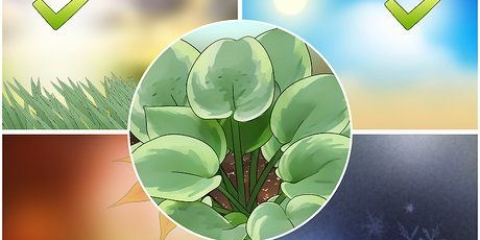 Hosta planter