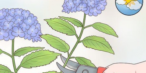 Klip hortensia blomster