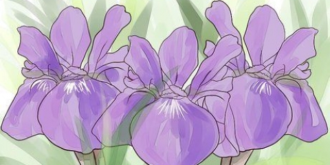 Voksende iris