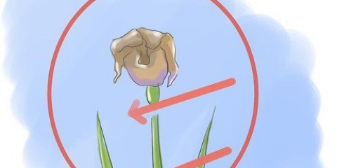 Pasning af iris, når blomsterne dør