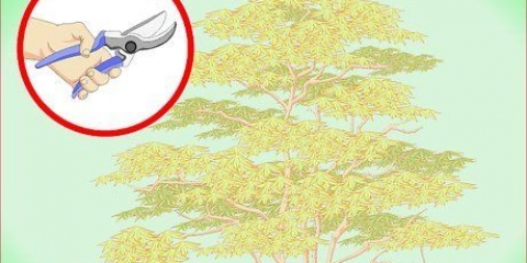 Beskæring af japansk ahorn