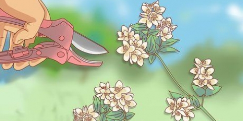 Beskæring af jasmin
