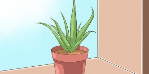 Pas på din aloe vera