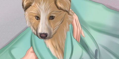 Sørg for, at din hund er okay efter fødslen
