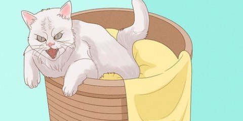 Undskyld til en kat