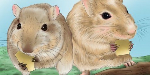 Gør din gerbil glad