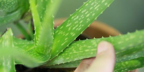 Pas på dit hår med aloe vera