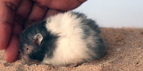 At bade din hamster