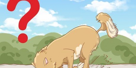 Stop din hund i at grave