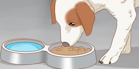 Behandling af din hund