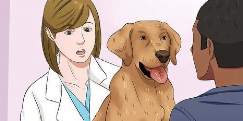 Lad din hund spise tørfoder