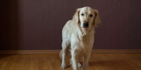 Lær din hund at sidde