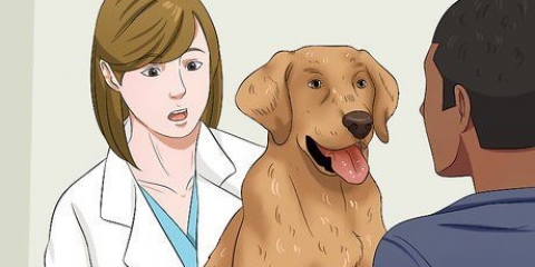 At sætte din hund på diæt