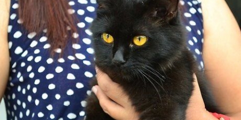 At sætte din kat på en sele