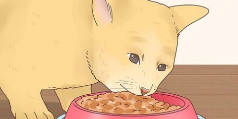 Gør din kat glad