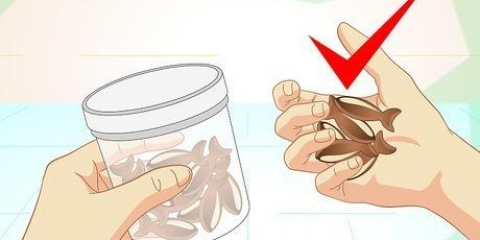 Lær din kat tricks
