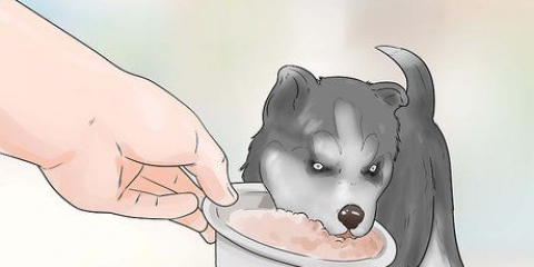 Træning og pasning af din nye siberian husky-hvalp