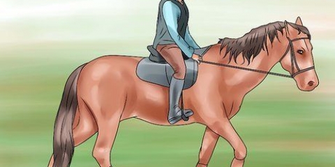 Lær din hest at galoppere