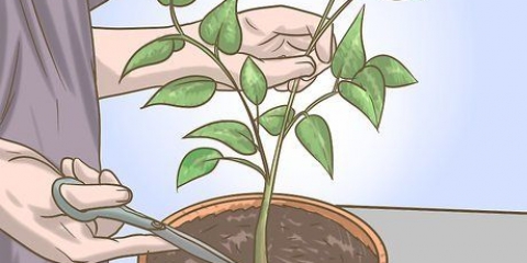 Beskæring af din peberfrugtplante