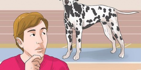 Udklædning som en hund (til cosplay)