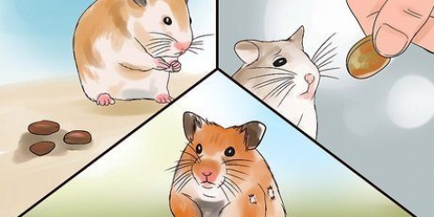 Pas på din syge hamster