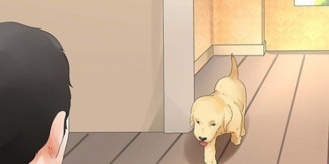 Opdragelse af unge hunde