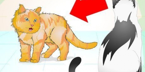 Korrekt håndtering af en aggressiv kat
