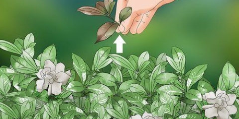 Beskæring af cape jasmin