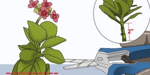 Dyrkning af kalanchoe
