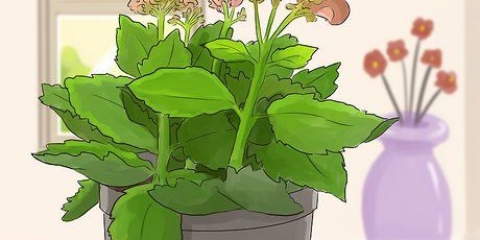 Beskæring af kalanchoe