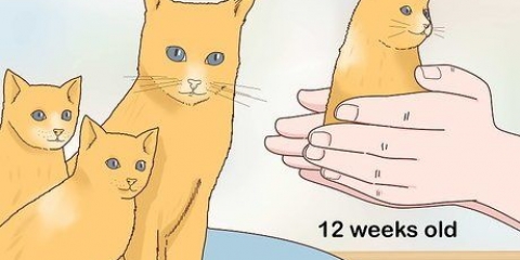 Adskillelse af killinger fra mor kat til adoption