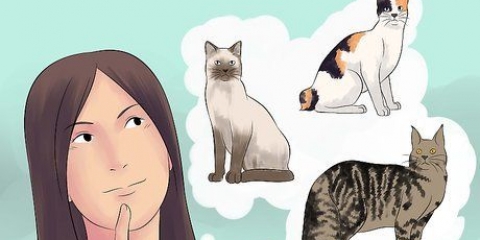 Opdræt af katte