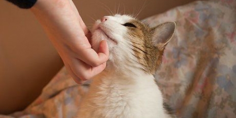 Opdragelse af katte