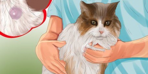 Identifikation af klumper på din kat